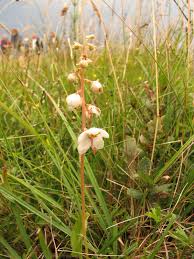 Attēlu rezultāti vaicājumam “Pyrola rotundifolia”