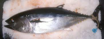 Image result for Thunnus maccoyii