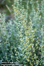 Image result for Artemisia dracunculus