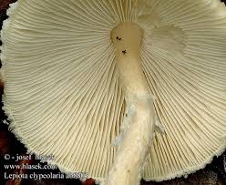 Attēlu rezultāti vaicājumam “Lepiota clypeolaria”