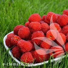 Attēlu rezultāti vaicājumam “Rubus illecebrosus”