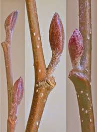 Attēlu rezultāti vaicājumam “Alnus incana bud”