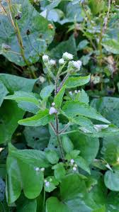 Image result for Ageratum conyzoides