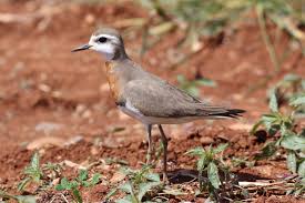 Image result for Charadrius asiaticus