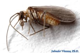 Attēlu rezultāti vaicājumam “Coniopterygidae”