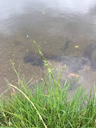 Attēlu rezultāti vaicājumam “Glyceria fluitans”