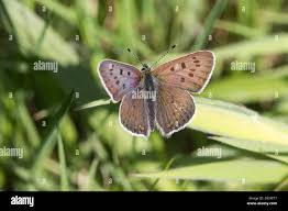 Attēlu rezultāti vaicājumam “Lycaena tityrus male”