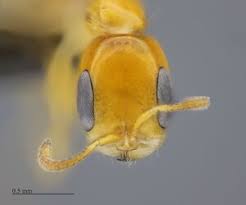 Attēlu rezultāti vaicājumam “Diderma simplex macro”