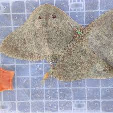 Image result for Gymnura altavela