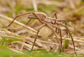 Attēlu rezultāti vaicājumam “Pisaura mirabilis female”