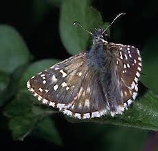 Attēlu rezultāti vaicājumam “Pyrgus alveus”