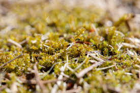 Attēlu rezultāti vaicājumam “Cribraria vulgaris young”