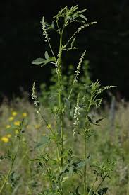 Attēlu rezultāti vaicājumam “Melilotus albus flower”