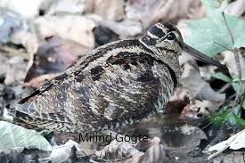 Attēlu rezultāti vaicājumam “Scolopax rusticola nest”