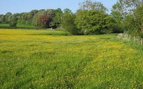 Image result for Curry Rivel Cc