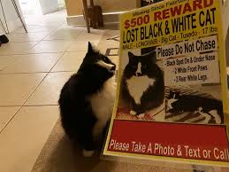 Image result for cat found