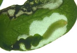 Attēlu rezultāti vaicājumam “Argidae larva”