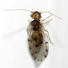 Attēlu rezultāti vaicājumam “Psocoptera”