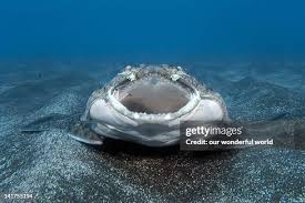 Image result for Squatina squatina