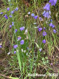 Attēlu rezultāti vaicājumam “Campanulaceae”