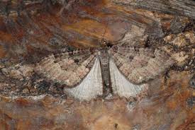 Attēlu rezultāti vaicājumam “Triphosa dubitata”