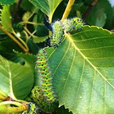 Attēlu rezultāti vaicājumam “Saturnia pavonia eggs”