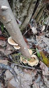 Attēlu rezultāti vaicājumam “Lenzites betulina”