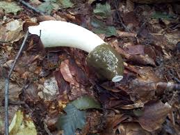 Attēlu rezultāti vaicājumam “Phallus impudicus”
