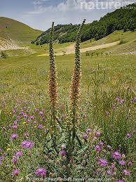 Image result for Digitalis ferruginea