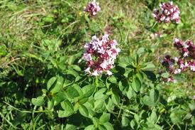 Attēlu rezultāti vaicājumam “Origanum vulgare”