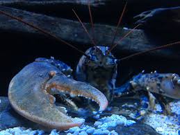 Image result for Homarus gammarus