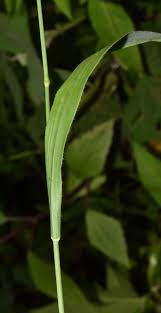 Attēlu rezultāti vaicājumam “Brachypodium pinnatum”