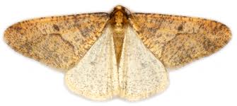 Attēlu rezultāti vaicājumam “Erannis defoliaria”