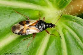 Attēlu rezultāti vaicājumam “Anthocoris nemorum”