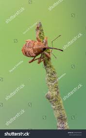 Attēlu rezultāti vaicājumam “Curculio venosus”