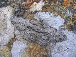 Attēlu rezultāti vaicājumam “Hypomecis roboraria”