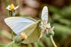 Attēlu rezultāti vaicājumam “Pieris rapae male”
