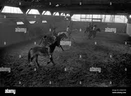 Image result for Bookham Riding School