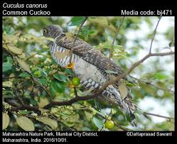 Attēlu rezultāti vaicājumam “Cuculus canorus juvenile”
