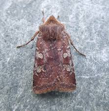 Attēlu rezultāti vaicājumam “Cerastis leucographa”