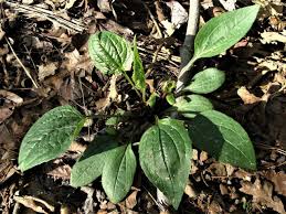 Attēlu rezultāti vaicājumam “Echinacea purpurea leaf”