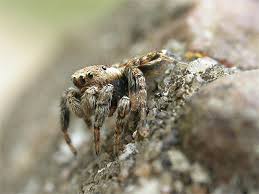 Attēlu rezultāti vaicājumam “Evarcha falcata female”