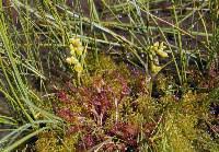 Attēlu rezultāti vaicājumam “Scheuchzeria palustris fruit”