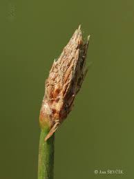 Attēlu rezultāti vaicājumam “Eleocharis uniglumis”