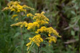 Attēlu rezultāti vaicājumam “Solidago canadensis flower”