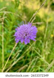 Image result for Knautia arvensis