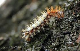 Attēlu rezultāti vaicājumam “Polygonia c-album larva”