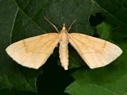 Attēlu rezultāti vaicājumam “Eulithis pyraliata”