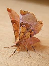 Attēlu rezultāti vaicājumam “Selenia dentaria imago”