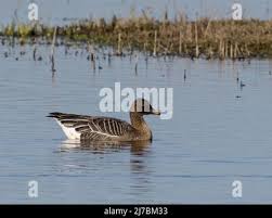 Attēlu rezultāti vaicājumam “Anser serrirostris adult”